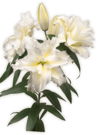 Stem-Roselily-Carolina-3